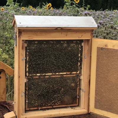 Schaukasten mit echten Bienen